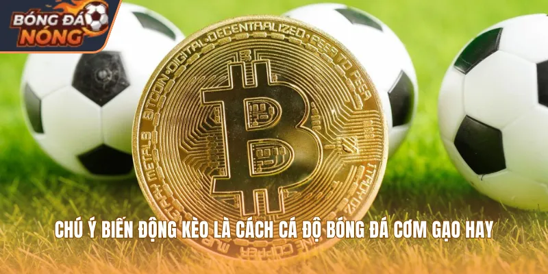 Chú ý biến động kèo là cách cá độ bóng đá cơm gạo hay